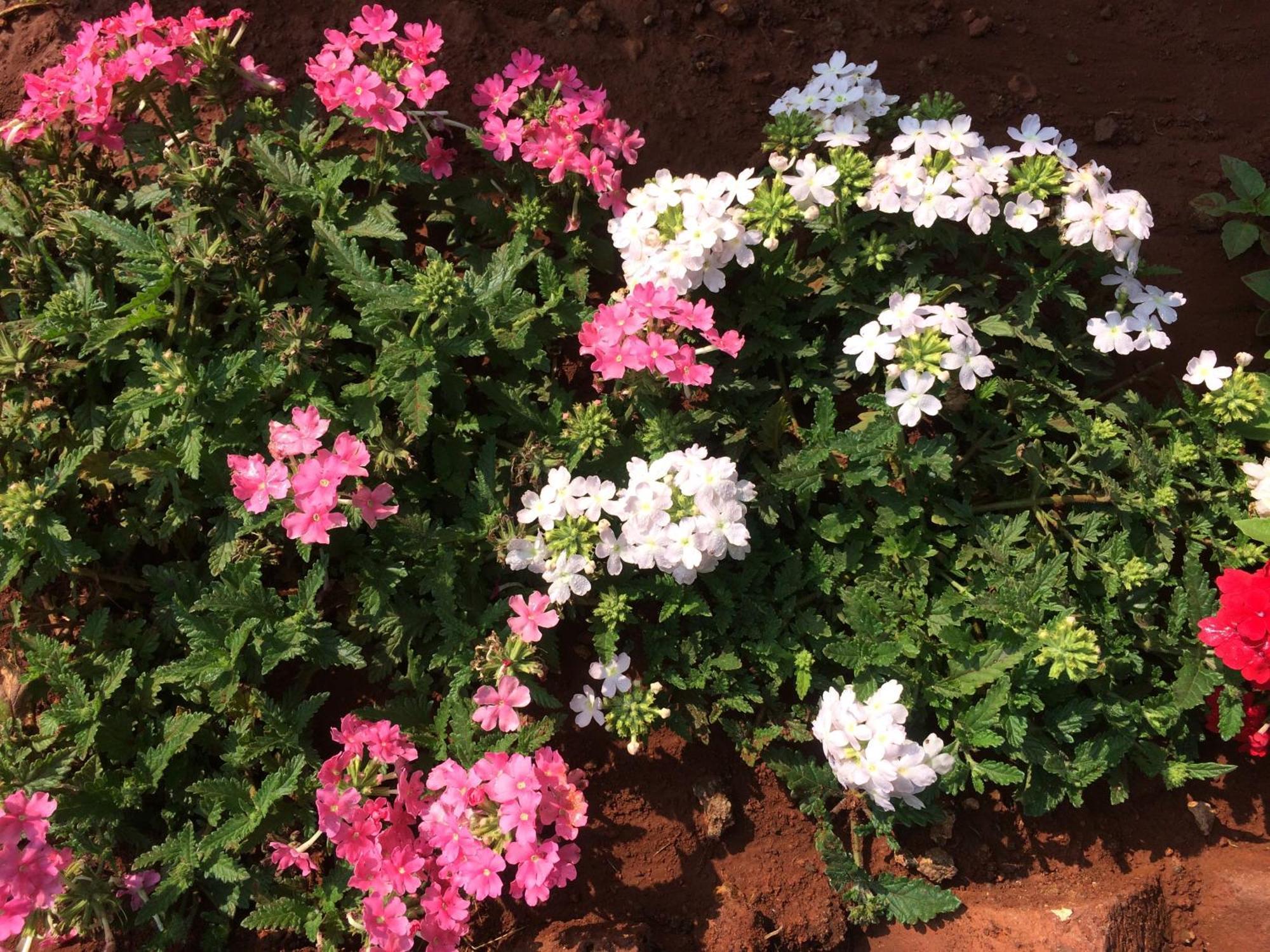 Mahābaleshwar The Royal Heritage מראה חיצוני תמונה